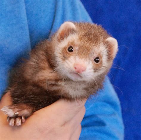 Three very friendly ferrets debuting for adoption.