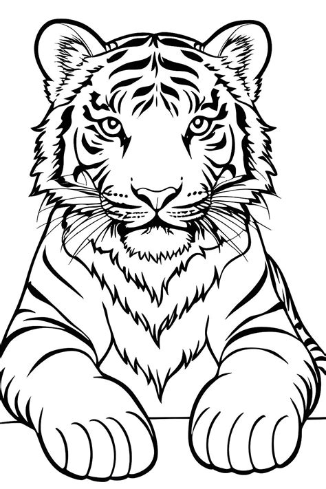 Cute tiger looking at you | Tiger art drawing, Tiger drawing, Tiger art