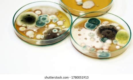 Photo de stock Penicillium Ascomycetous Fungi Major Importance Natural 1455826706 | Shutterstock