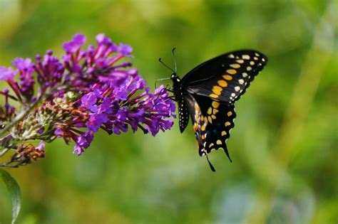 Create a Butterfly Garden | HGTV