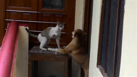 Cat vs Dog : Cats slapping and punching a dog - YouTube