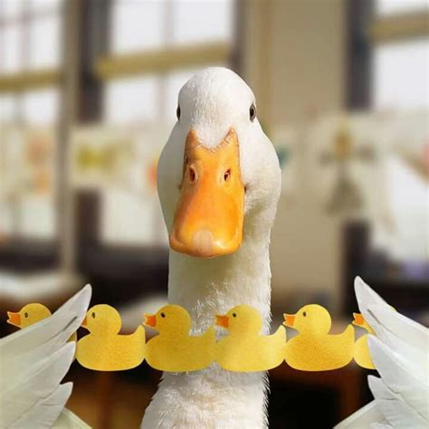 Aflac duck | Aflac duck, Cute ducklings, Super cute puppies