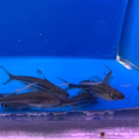 Iridescent shark 3 pack for sale | Exotic Fish Shop | 774-400-4598