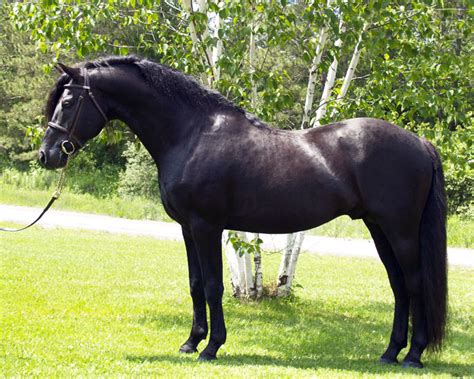 Canadian Horse Info, Origin, History, Pictures