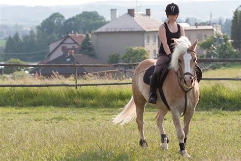 Meet the Haflinger Horse - Young Rider Magazine