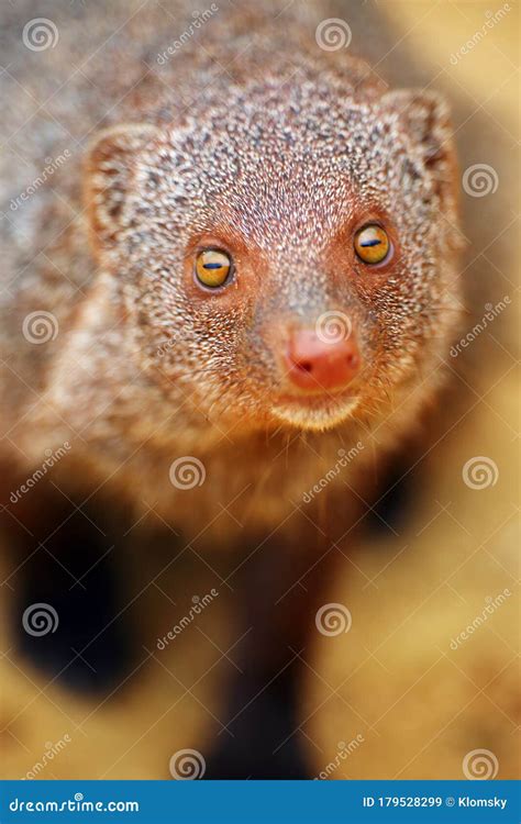 The Indian Grey Mongoose or Common Grey Mongoose Herpestes Edwardsi, Portrait Stock Image ...