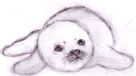 Baby Seal Drawing at GetDrawings | Free download