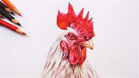 Rooster head drawing in color pencils | Drawing a Cock head | Chicken head drawing - YouTube