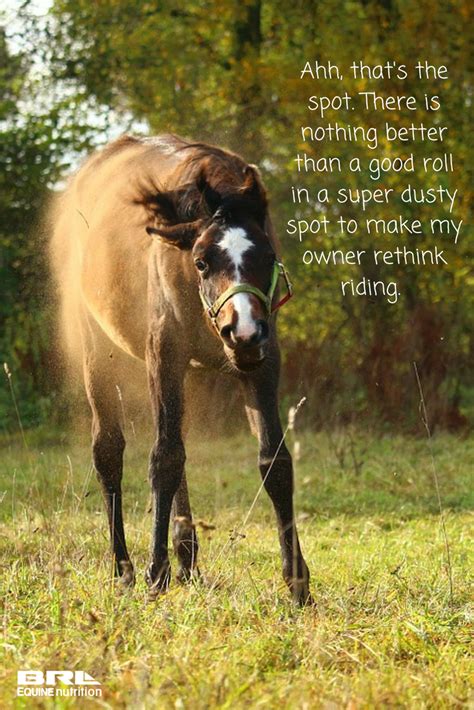 Funny Horse Quotes - ShortQuotes.cc