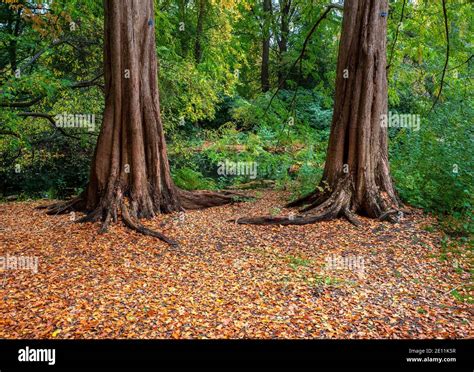 Autumn Leaves In The Forest Stock Photo - Alamy