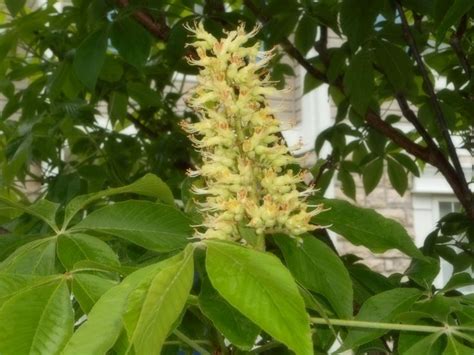 Buckeye tree flower May 2, 2017 | Buckeye tree, Beautiful flowers, Flowers