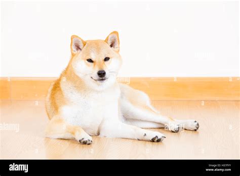 Japanese Shiba Inu dog Stock Photo - Alamy