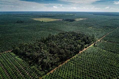 Dampak Alih Fungsi Hutan Sebagai Lahan Perkebunan Kelapa Sawit - Kompasiana.com