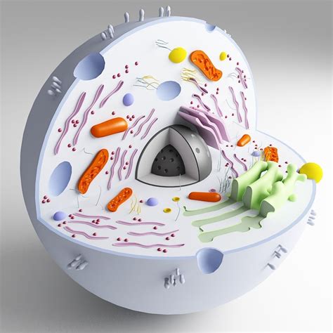 29+ Animal Cell 3D Model Background - COLORIST