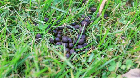 How to Get Rid of Deer Poop in Yard?