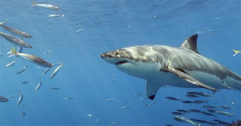 Great White Shark Conservation: What Most People Don’t Know