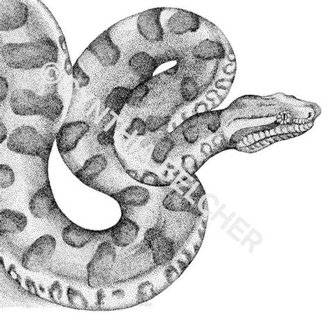 12 Anaconda Head Drawing | Ink pen drawings, 300 drawing prompts, Snake ...