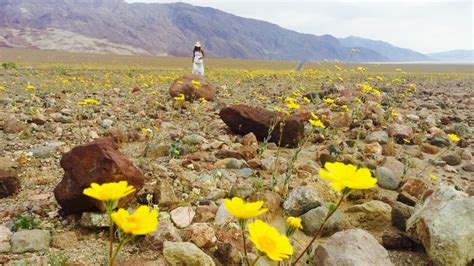 Death Valley Superbloom – The Guniverse