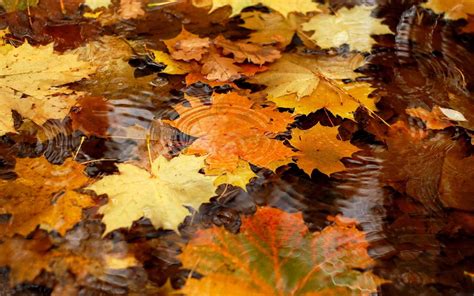 Autumn leaves in the rain water - HD wallpaper