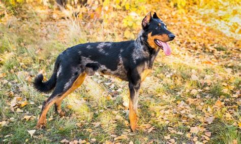 Beauceron: Is It the Right Dog Breed for You? | BeChewy