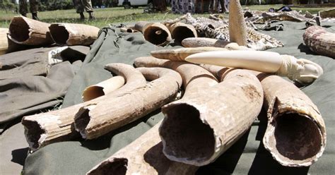 Ivory trade threatens African elephant