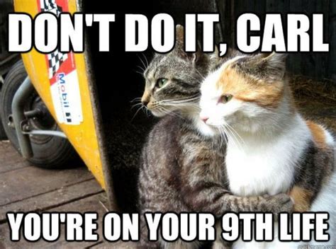 55 Funniest Cat Memes Ever Will Make You Laugh Right MEOW!