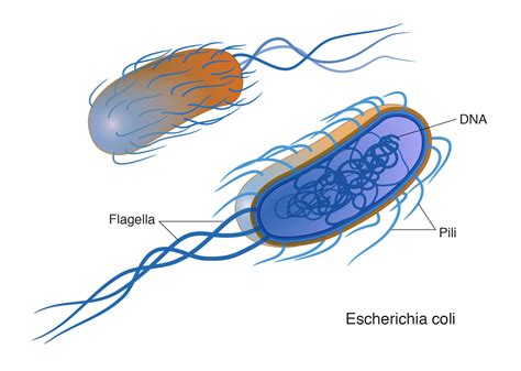 types of bacteria shapes