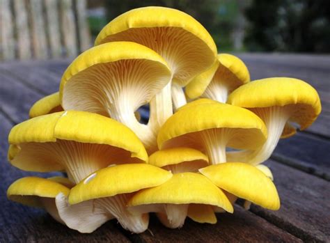 Golden Oyster Mushrooms Home Garden Plants, Patio Plants, Home And Garden, Yellow Mushroom ...