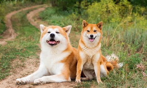 10 Types of Japanese Dog Breeds - AZ Animals