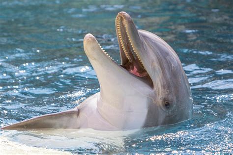 Smiling Dolphin Backstroke Photograph by SR Green - Fine Art America