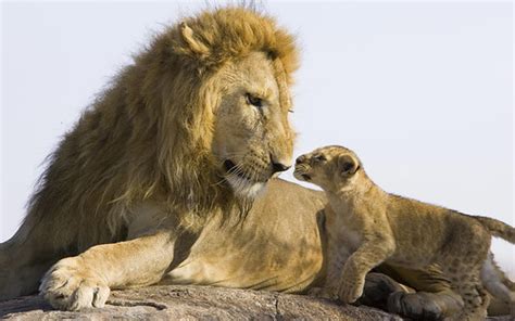 Lion 5 | African Lion seven to eight week old cub approachin… | Flickr