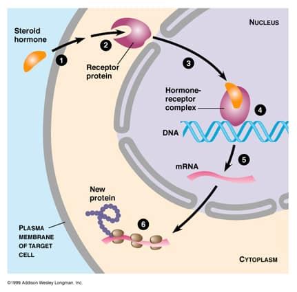 The Endocrine System: Function and Structure | Online Homework Help | SchoolWorkHelper