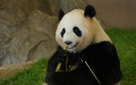Download wallpapers panda eating bamboo, wildlife, pandas, bears, cute animals, panda for ...