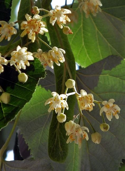 #Tilia #tomentosa #flowers | Plants, Colorful flowers, Horticulture