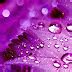 3D Purple Wallpaper High Resolution | Moving Wallpapers