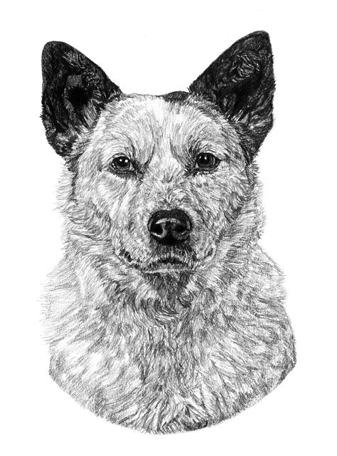 Heeler Drawing