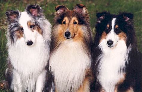 All About Shelties - ConnecticutShelties.com - Home Raised Sheltie Puppies For Sale ...