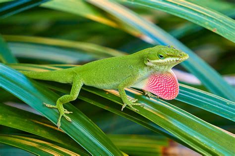 Leapinâ€™ Lizards: The Green Anole, Explained