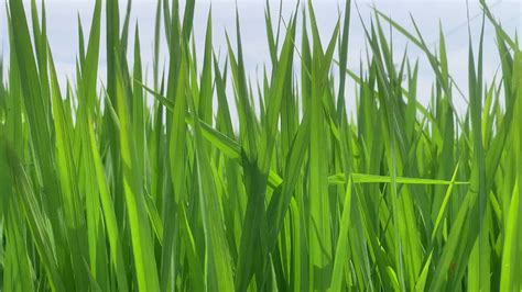 Green Animated Grass Background Video Free Download | All Design Creative