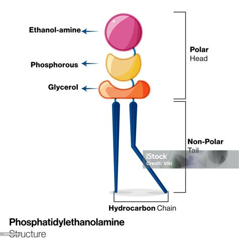 Illustration Of Chemical Structure Phosphatidyl Ethanolamine In White Background Stock ...