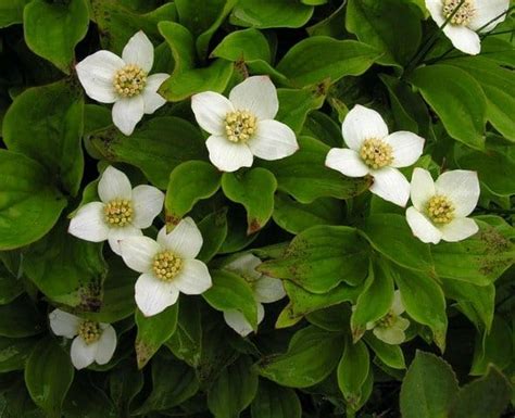 Bunchberry wins Canada national flower vote – Garden Making