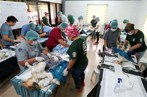 CATS & DOGS NEUTERING AND SPAYING | Photos | Philippine News Agency