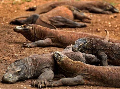 Epicentrum World: If You Want To See Komodo Dragons, Visit Their Original Habitat in NTT