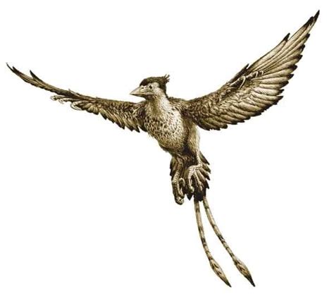 confuciusornis | Paleontology | Pinterest