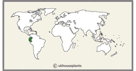 The ULTIMATE Care-Guide for Sanchezia Speciosa!