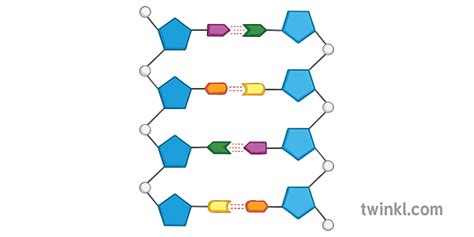 antiparallel dna strands structure of dna diagram science secondary