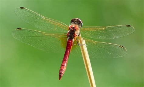 Red Dragonfly Meaning & Symbolism (Courage & Love)