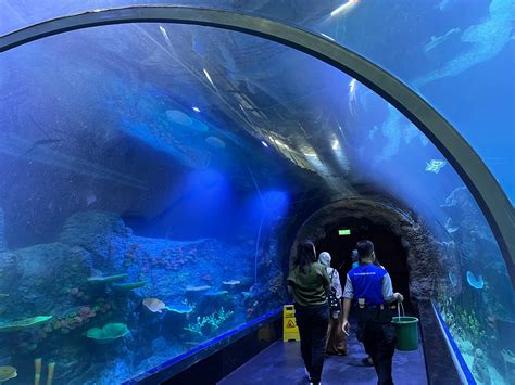 Bintaro Jaya Xchange Mall Tahap 2 Resmi Dibuka, Hadirkan Tunnel Oceanarium Terbesar di Indonesia ...