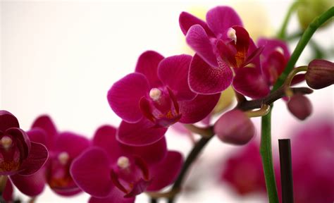 5 Uncommon Phalaenopsis Orchid Care Tips