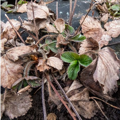 Will Strawberry Plants Come from a Buried Strawberry? – Strawberry Plants